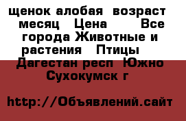 щенок алобая .возраст 1 месяц › Цена ­ 7 - Все города Животные и растения » Птицы   . Дагестан респ.,Южно-Сухокумск г.